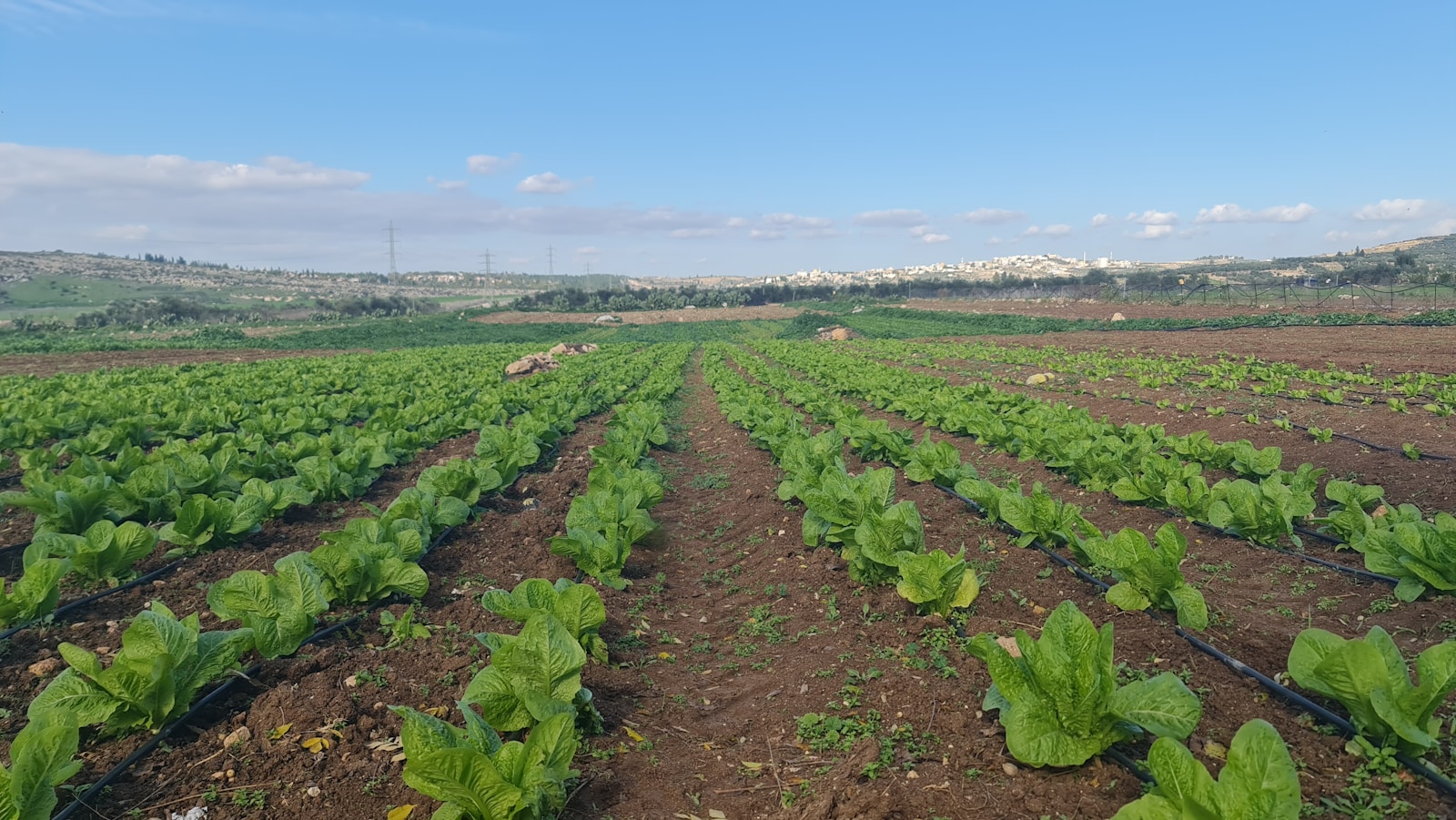 Rows of fresh produce ready for cold-chain shipping out of the Salinas Valley